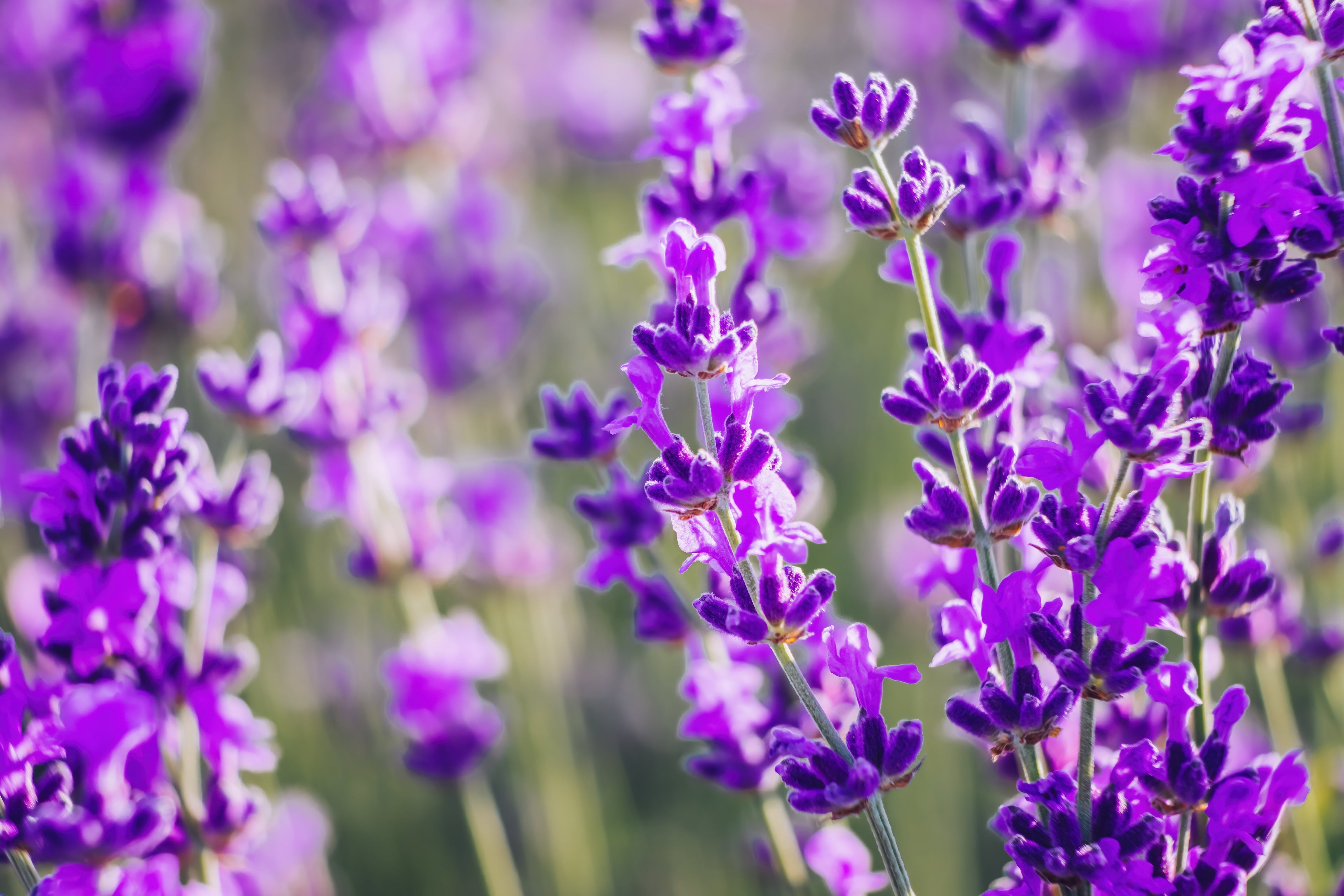 Close up photo of lavender flowers 